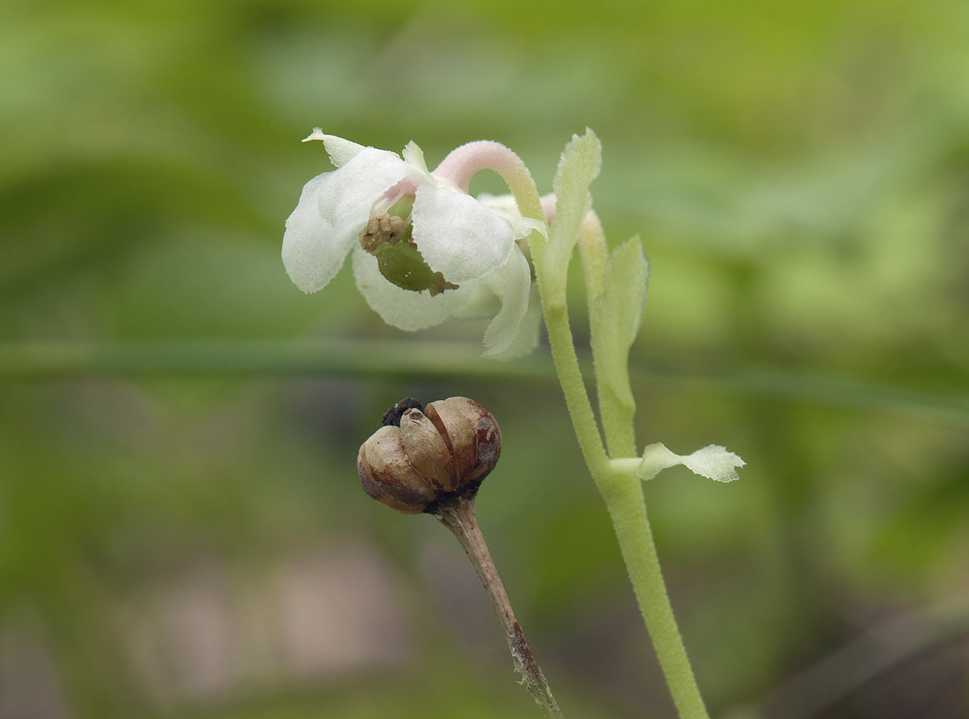 Изображение особи Chimaphila japonica.