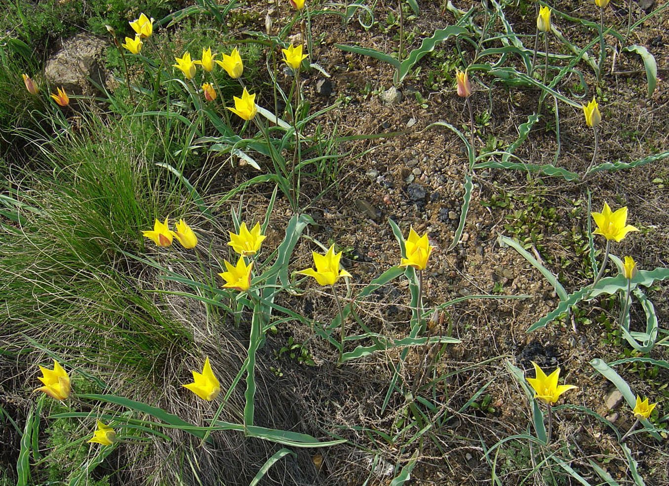 Image of Tulipa altaica specimen.