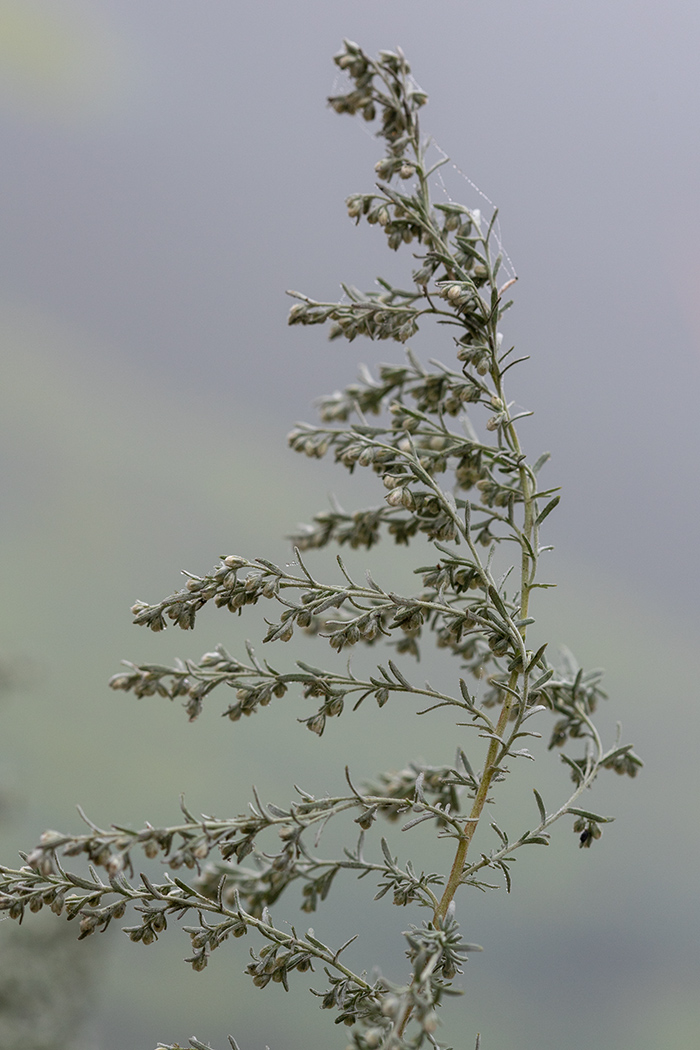 Изображение особи род Artemisia.