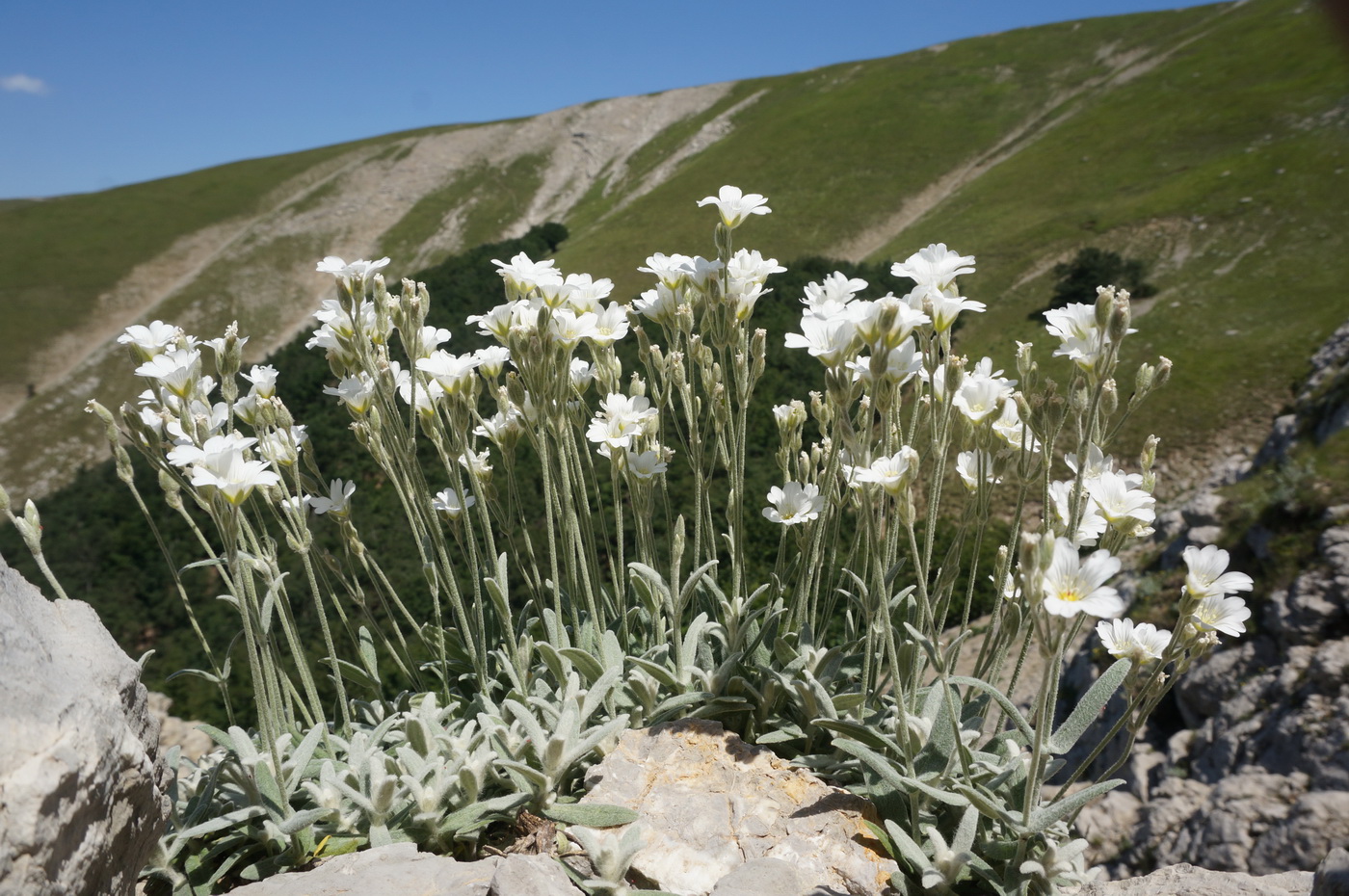 Image of Cerastium biebersteinii specimen.