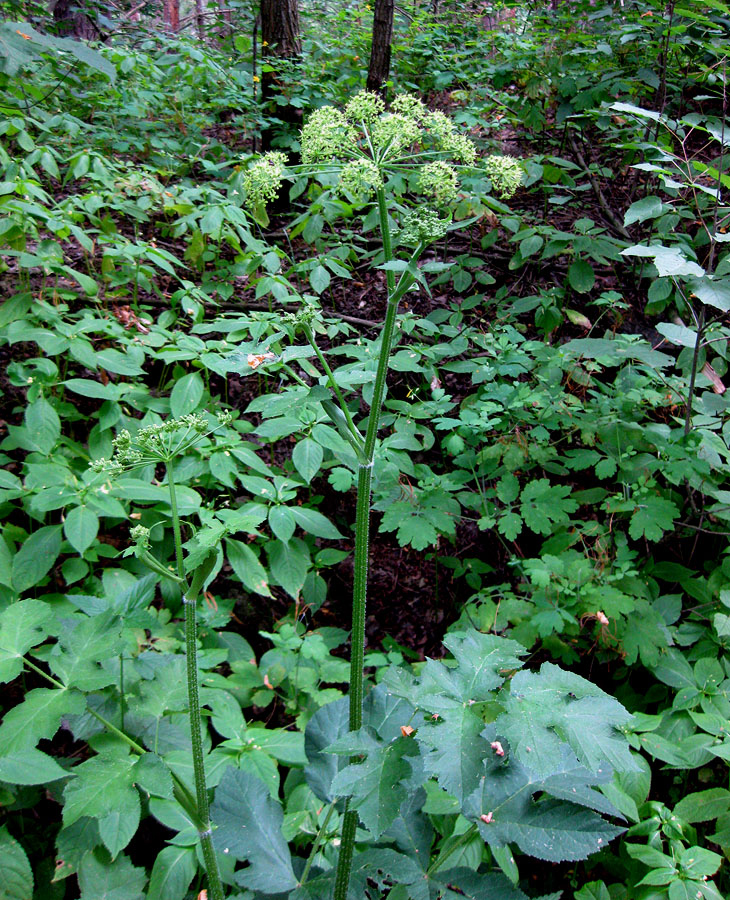 Изображение особи Heracleum sibiricum.