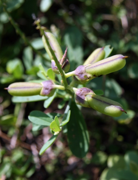 Изображение особи Crotalaria assamica.