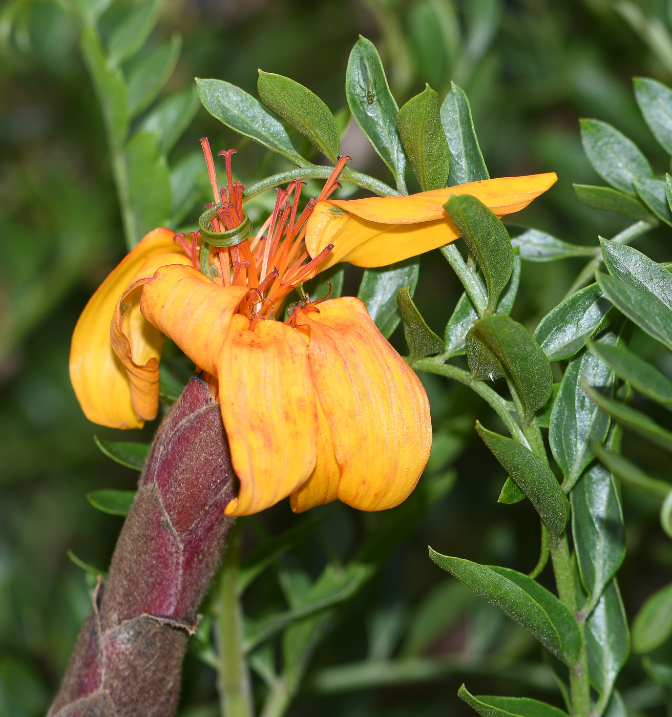 Image of Mutisia acuminata specimen.