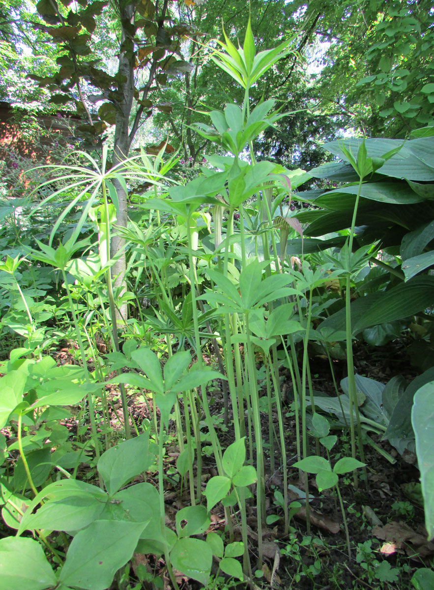 Image of Arisaema ciliatum specimen.