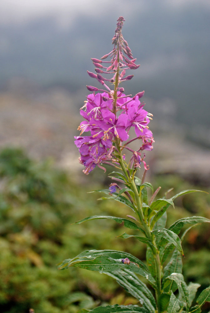 Image of Chamaenerion angustifolium specimen.