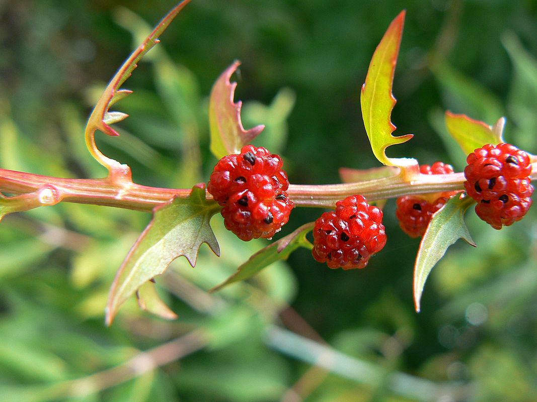 Image of Blitum virgatum specimen.