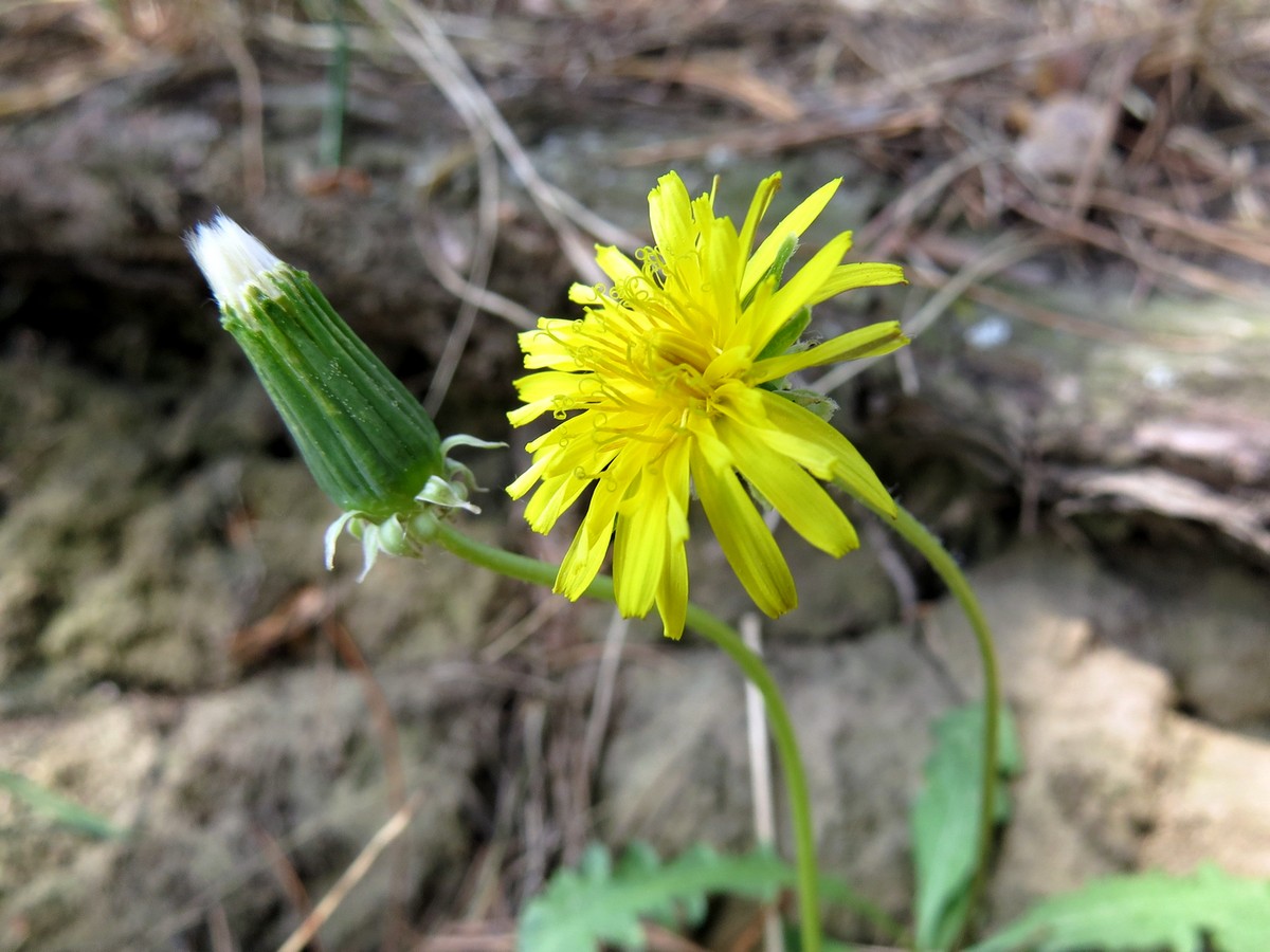 Изображение особи Taraxacum erythrospermum.