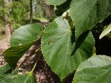 Tilia cordata