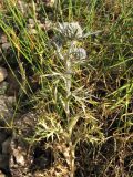 Eryngium amethystinum