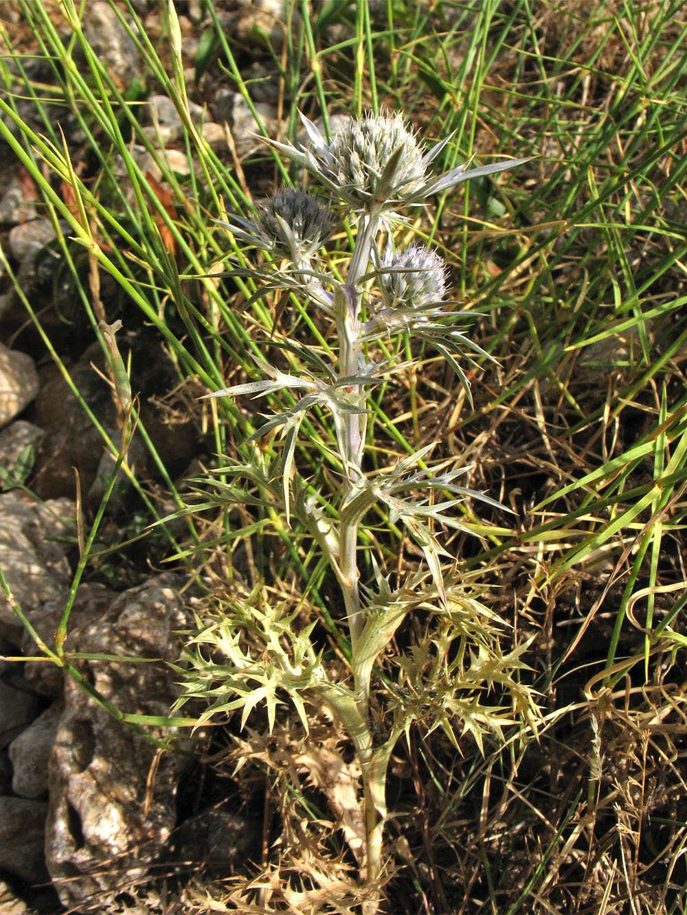 Image of Eryngium amethystinum specimen.