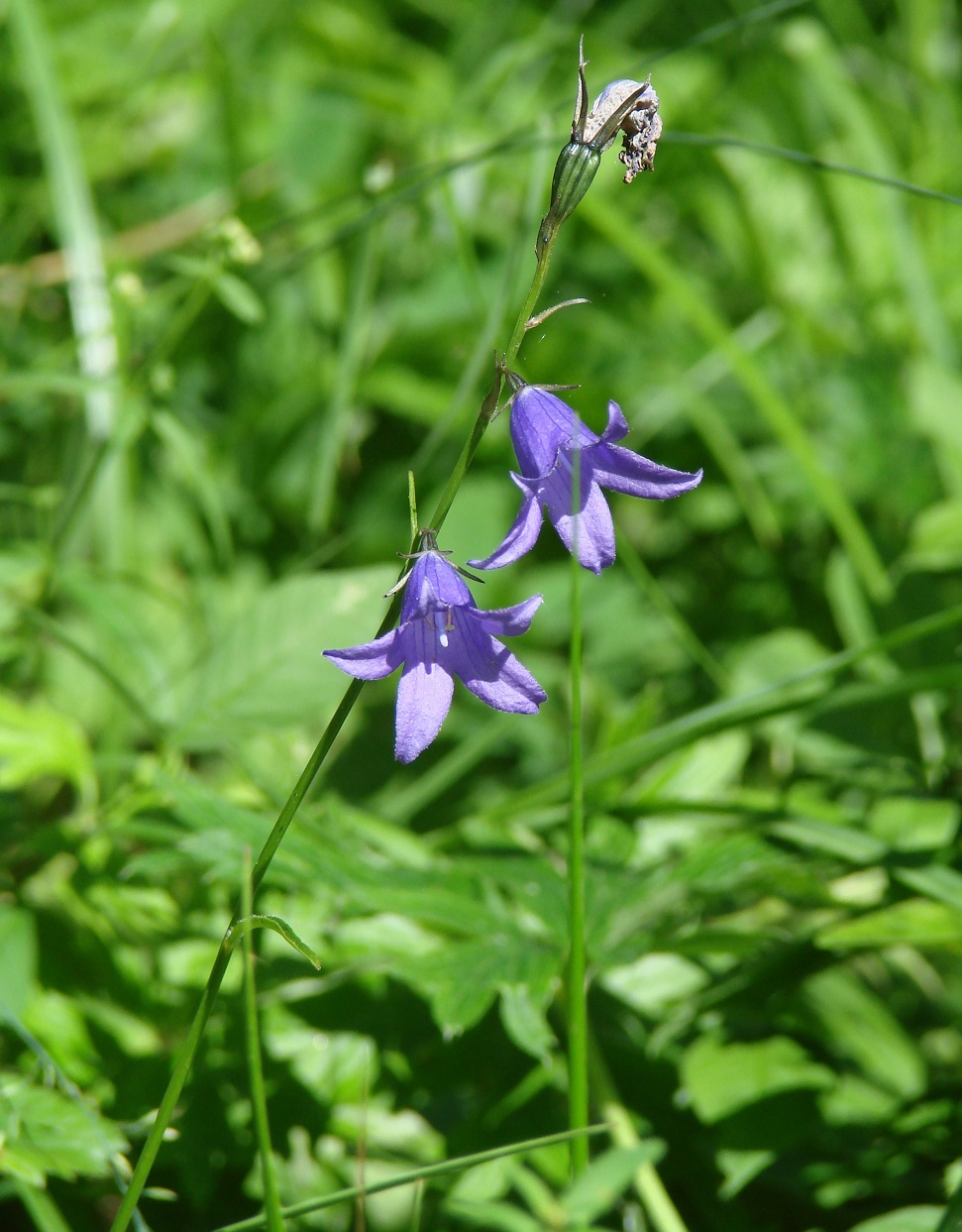 Image of Campanula turczaninovii specimen.