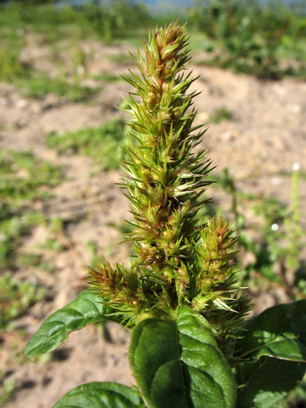 Image of Amaranthus retroflexus specimen.