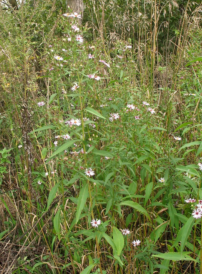 Изображение особи Symphyotrichum &times; salignum.