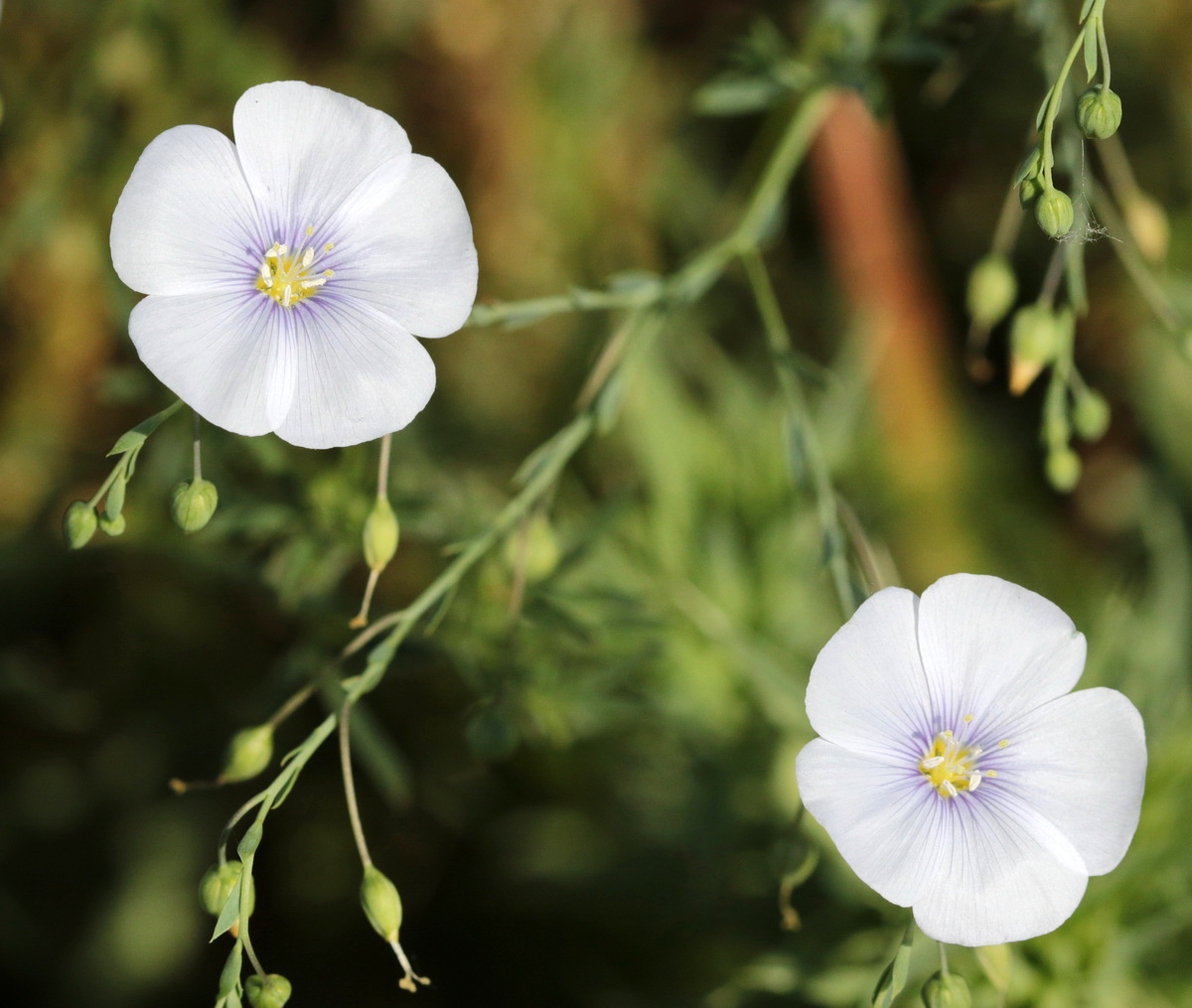 Изображение особи Linum austriacum.