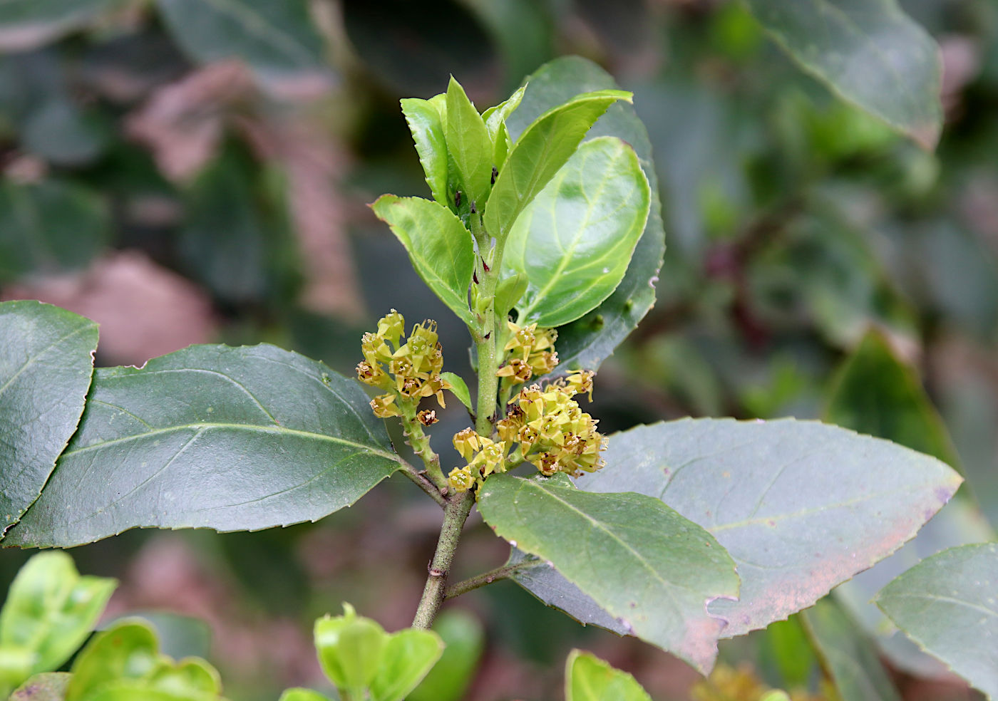 Изображение особи Rhamnus alaternus.