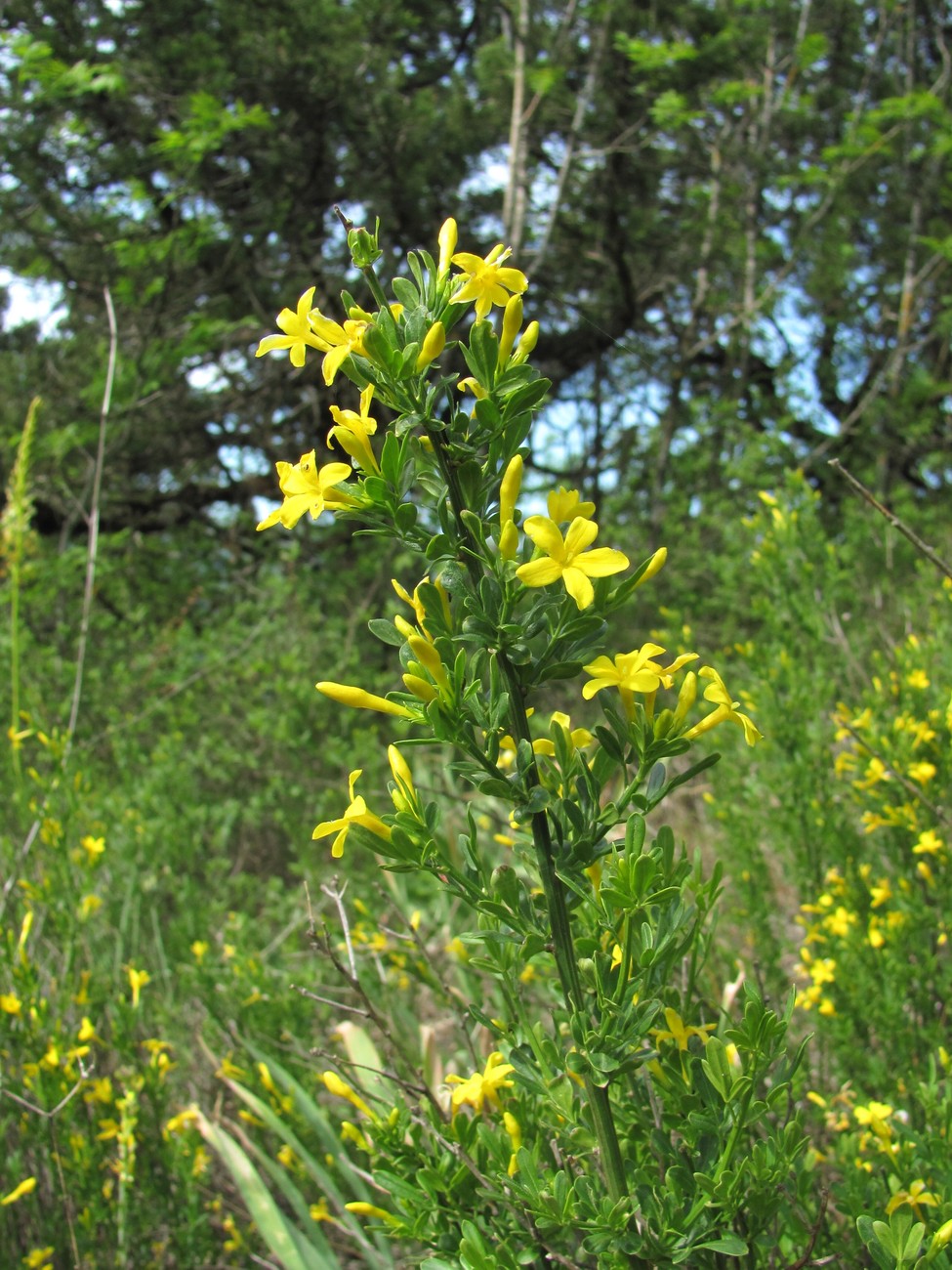 Image of Jasminum fruticans specimen.