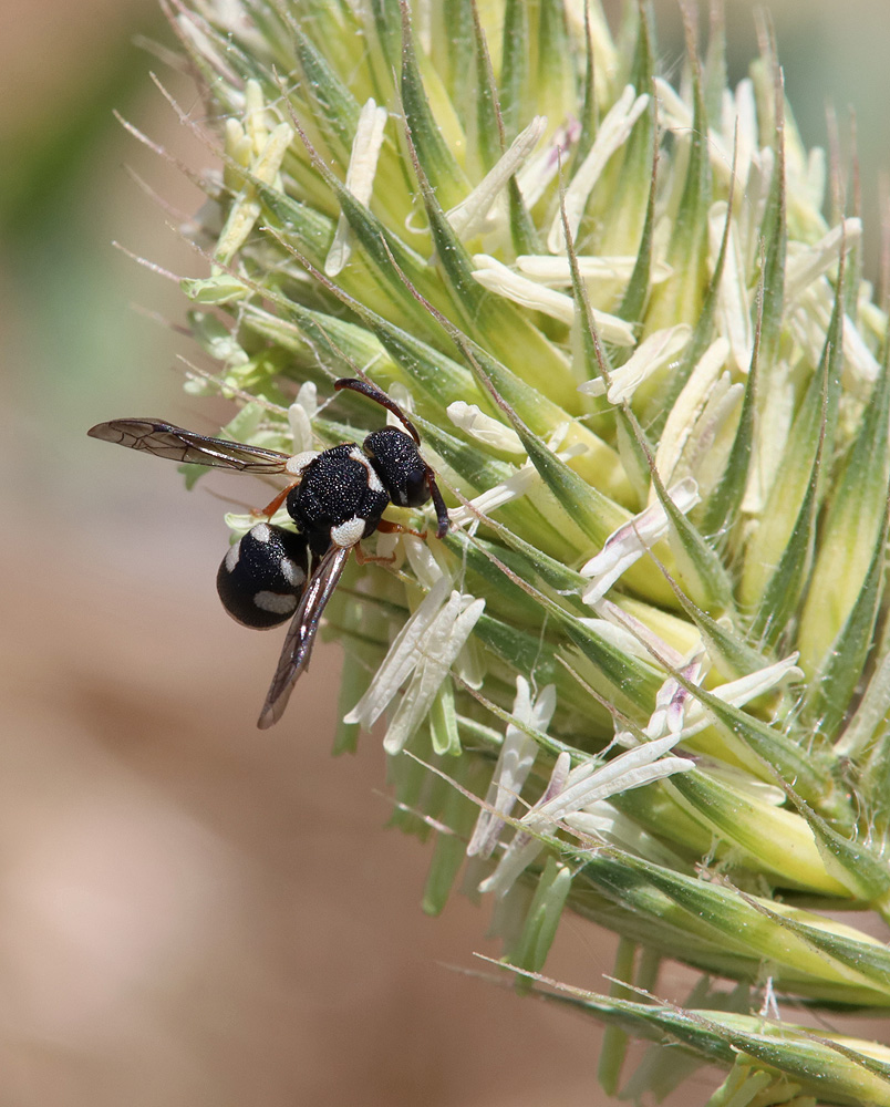 Image of Agropyron pinifolium specimen.