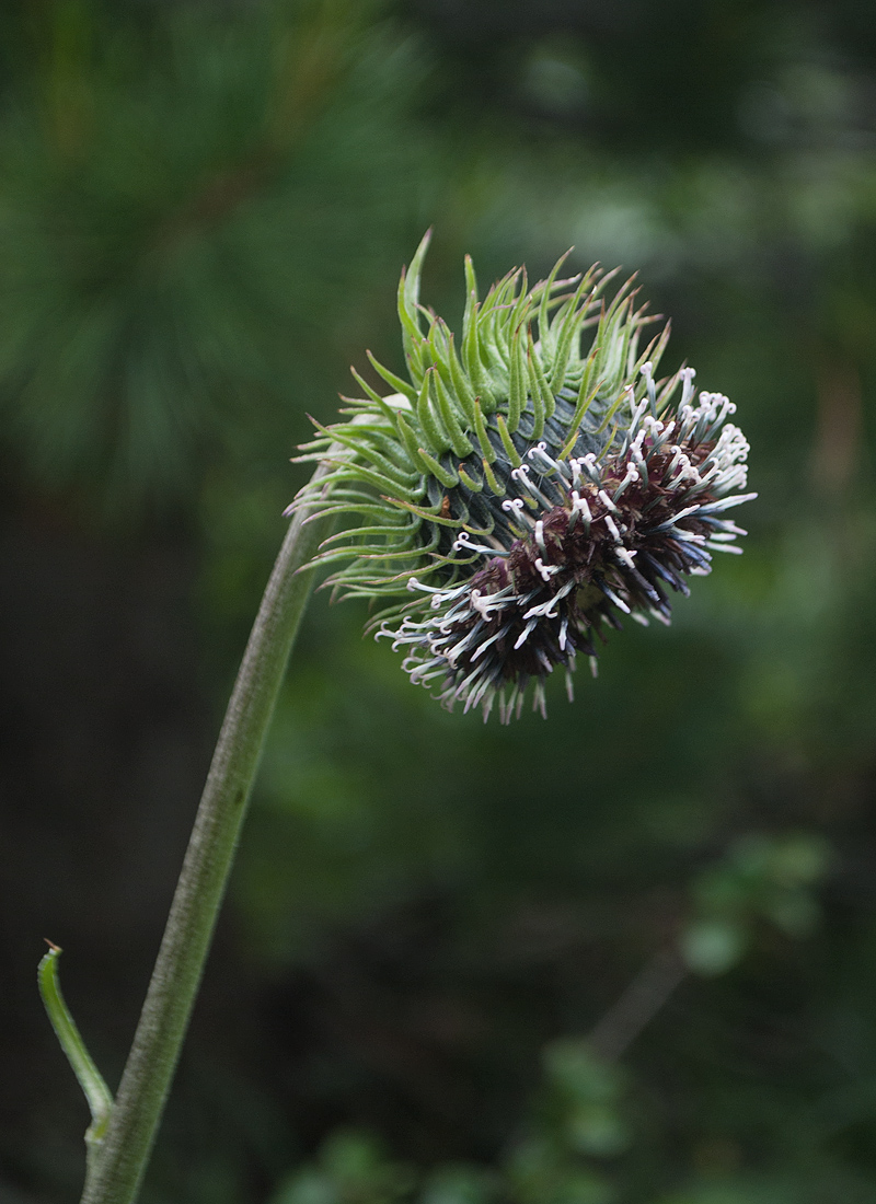 Изображение особи Saussurea frolowii.