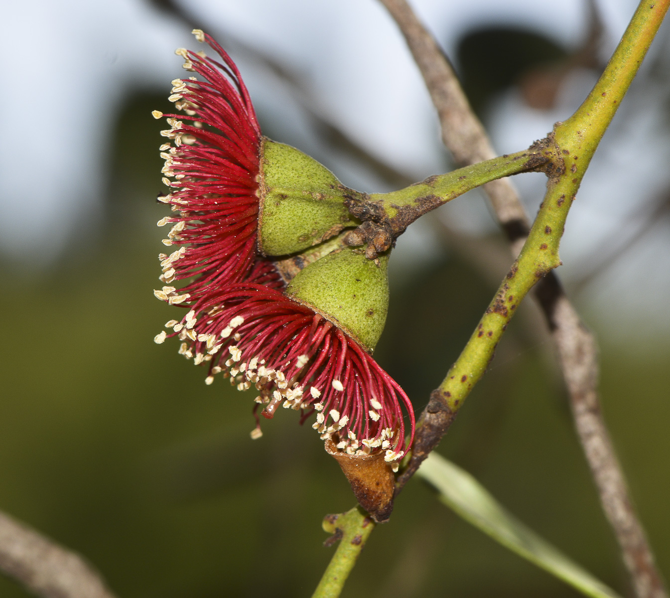 Image of genus Eucalyptus specimen.