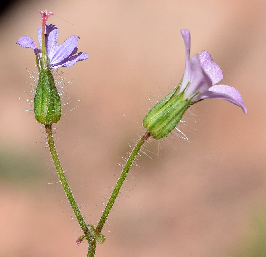 Image of Geranium robertianum specimen.