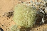 Ceratocarpus utriculosus. Плодоносящее растение. Казахстан, Алматинская обл., Балхашский р-н, закреплённые пески. 14 сентября 2021 г.