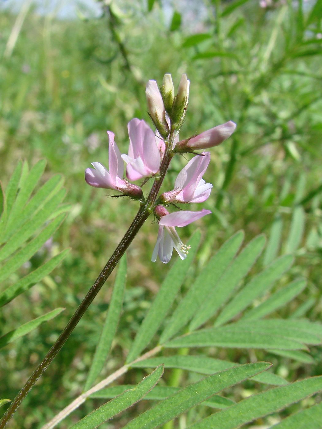 Изображение особи Astragalus campylotrichus.