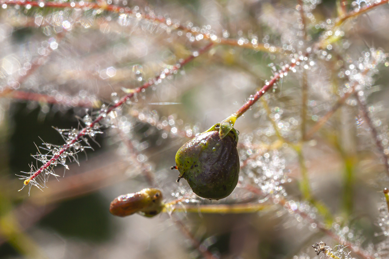 Image of genus Cotinus specimen.