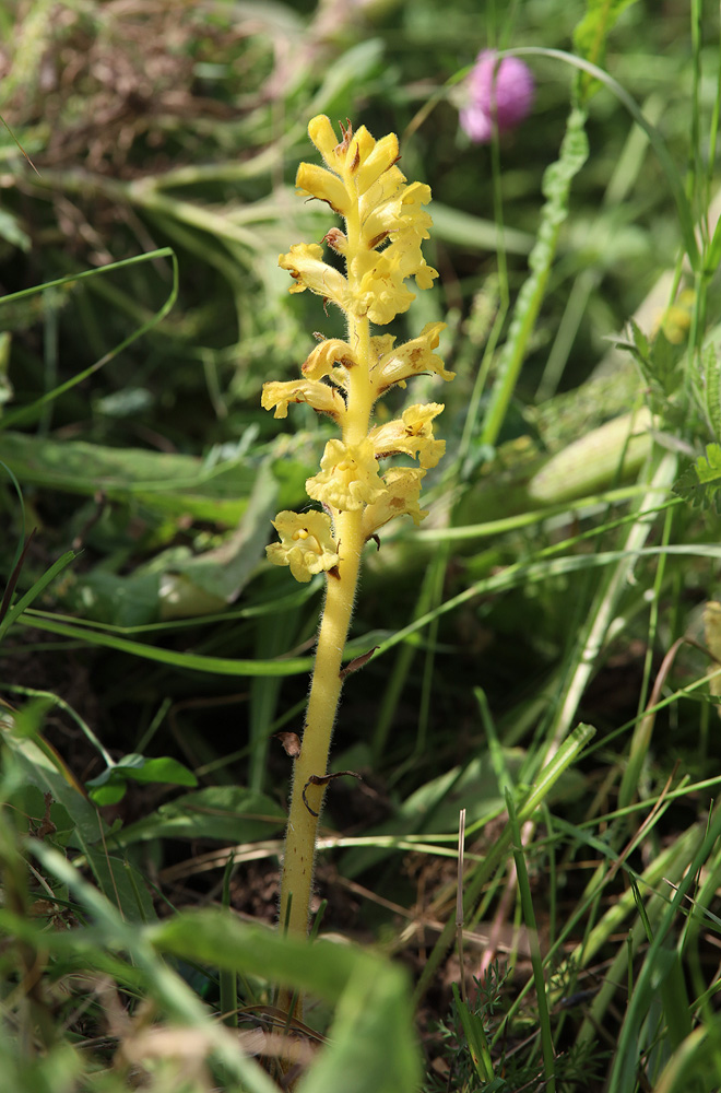 Image of Orobanche ingens specimen.