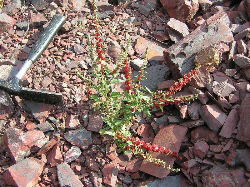 Image of Blitum virgatum specimen.