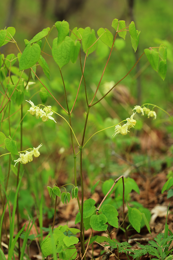 Image of Epimedium koreanum specimen.