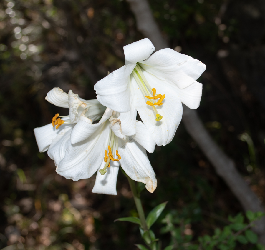 Изображение особи Lilium candidum.