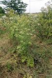 Смотреть изображение Conium maculatum