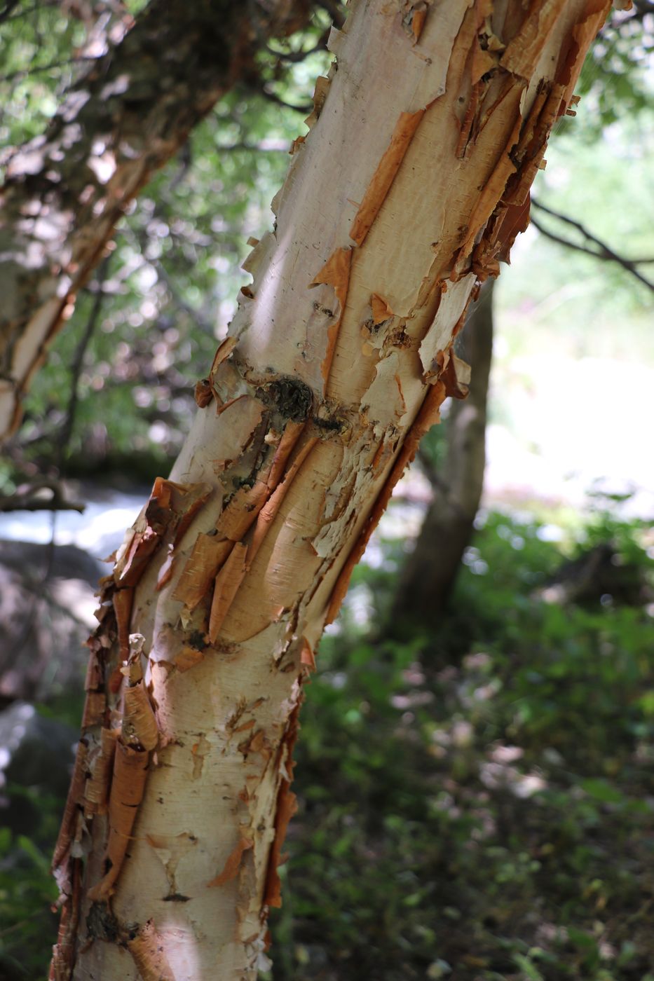 Image of Betula tianschanica specimen.