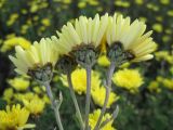 Chrysanthemum indicum