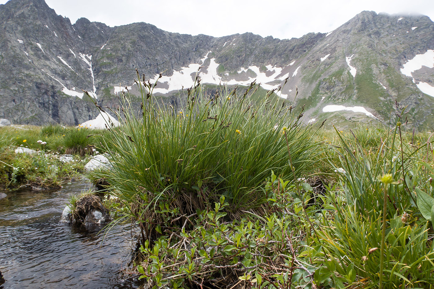 Image of Carex acrifolia specimen.