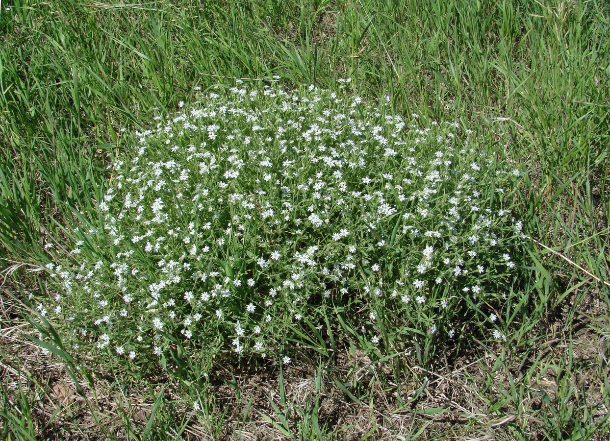 Image of Stellaria dichotoma specimen.