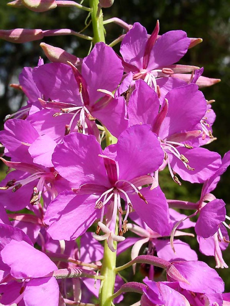 Image of Chamaenerion angustifolium specimen.