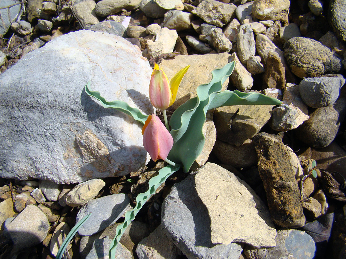 Image of Tulipa pseudoferganica specimen.