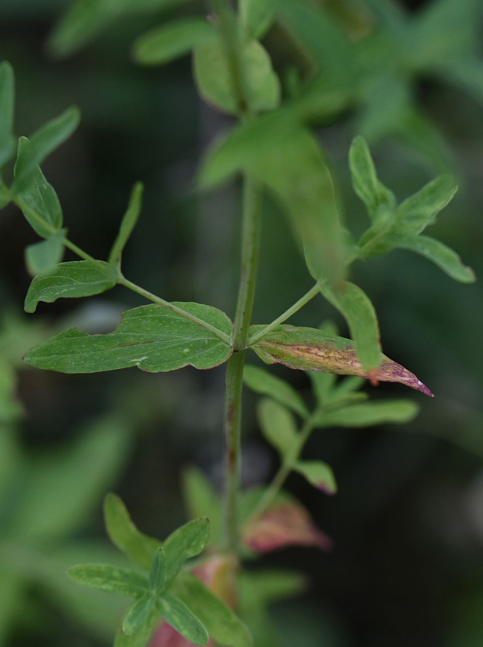 Image of Hypericum perforatum specimen.