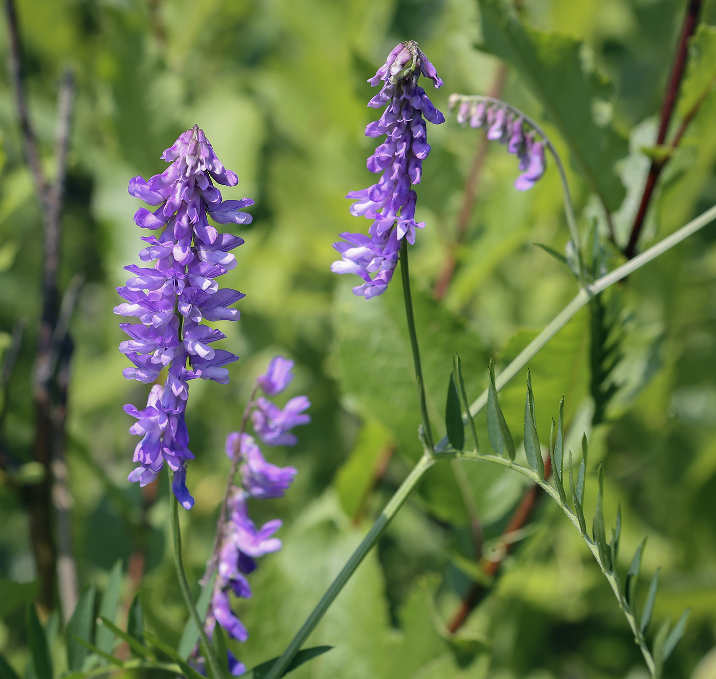 Image of Vicia tenuifolia specimen.