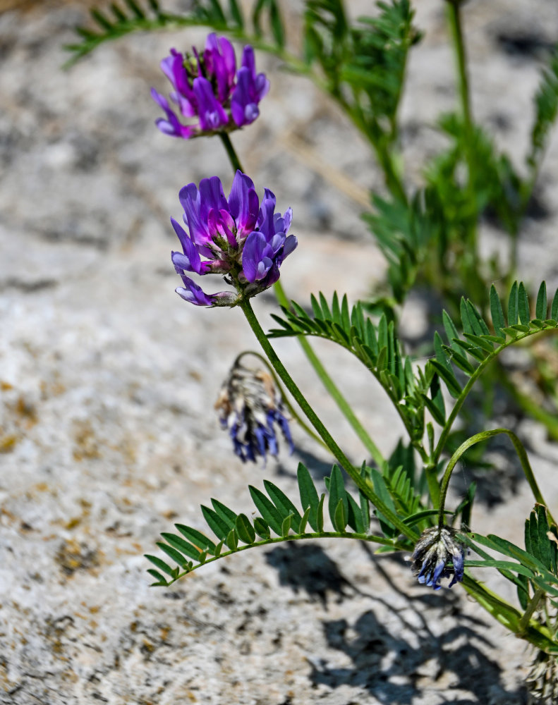 Image of Astragalus onobrychis specimen.