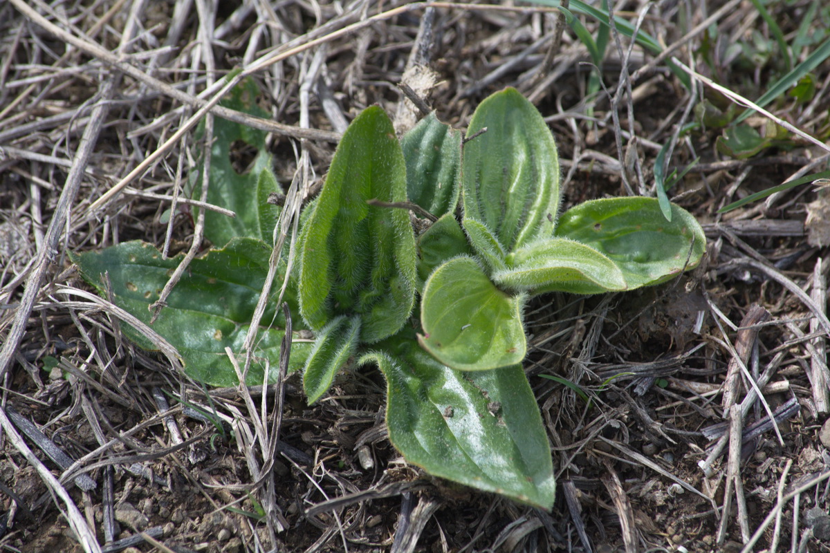 Image of Plantago media specimen.