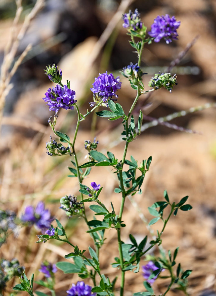 Image of Medicago sativa specimen.