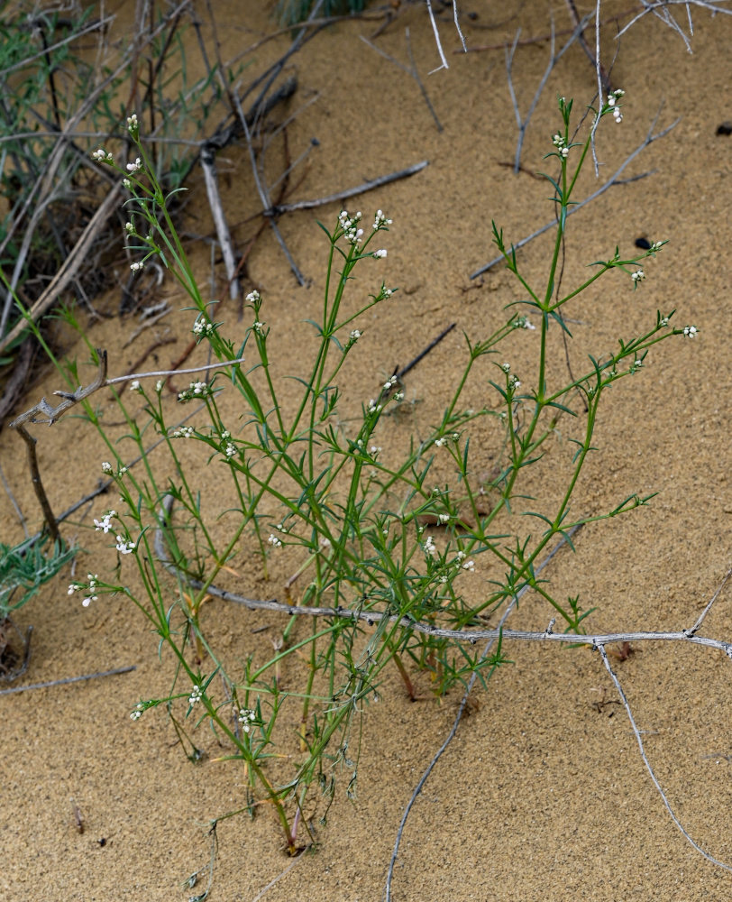 Image of Asperula diminuta specimen.