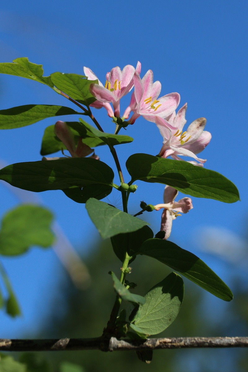 Изображение особи Lonicera tatarica.