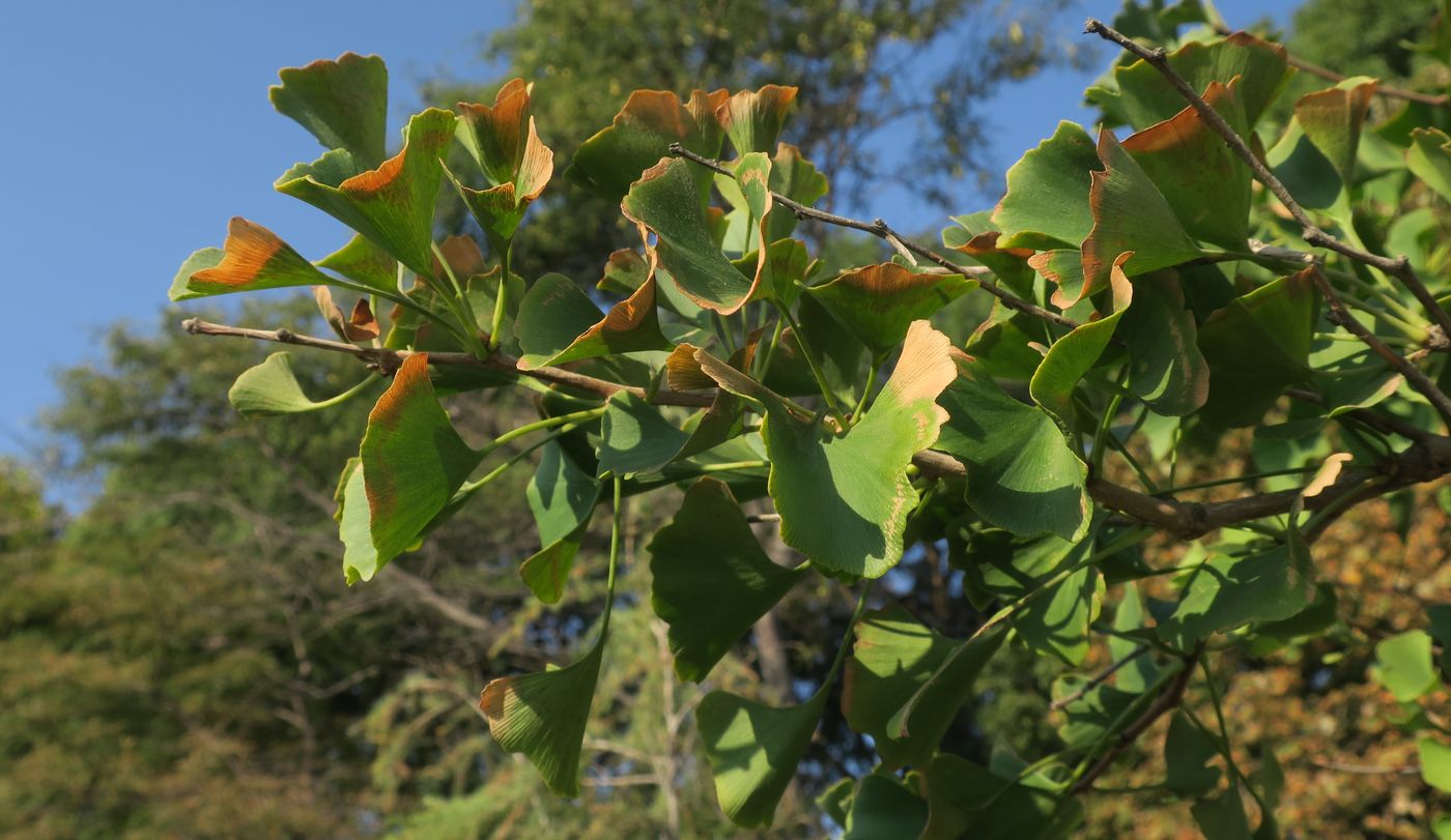 Изображение особи Ginkgo biloba.