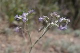 Limonium sareptanum. Веточка. Крым, окр. Балаклавы, можжевеловое редколесье. 06.08.2023.