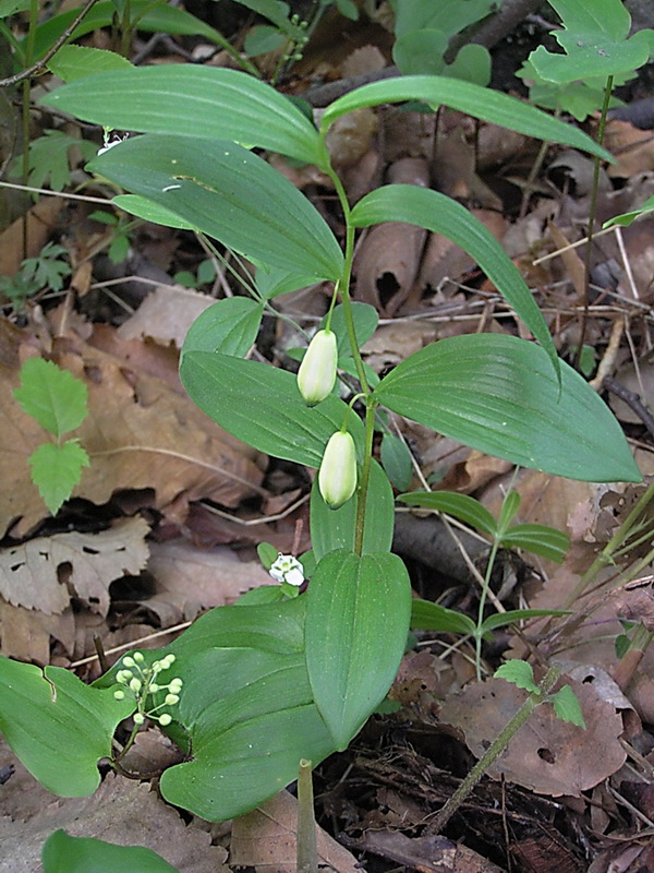 Image of Polygonatum humile specimen.