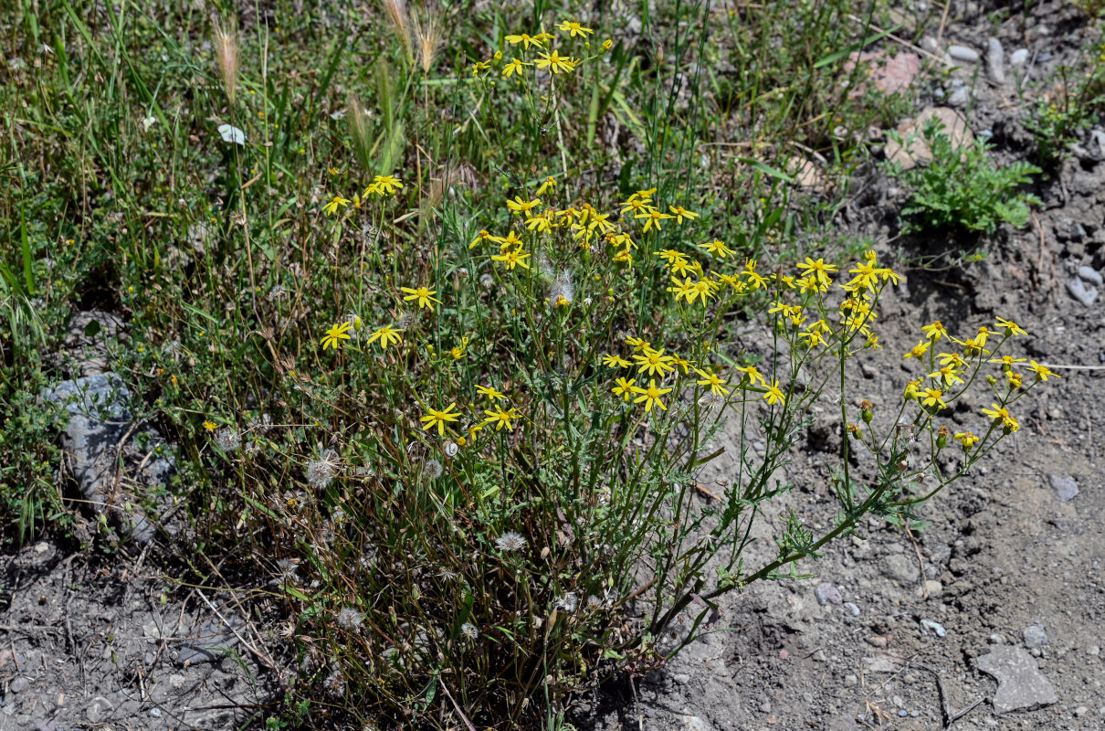 Image of Senecio vernalis specimen.