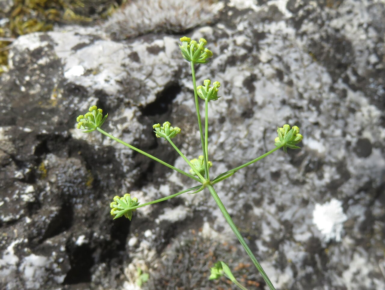 Image of Bupleurum falcatum specimen.